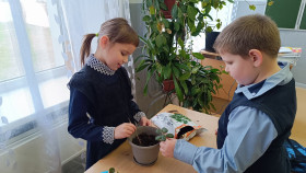 Ученики 1 класса узнали, как ухаживать за комнатными растениями и сами на практике применили свои знания..